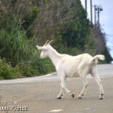 小屋を抜け出して道路を歩くヤギ