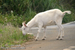 小屋を抜け出したヤギ