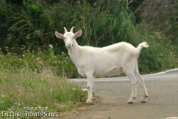 小屋を抜け出して外食中のヤギ