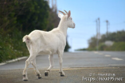小屋を抜け出して道路を歩くヤギ