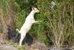 小屋を抜け出して外食中のヤギ