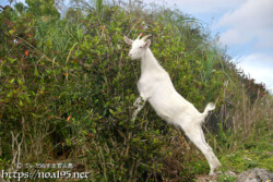 小屋を抜け出して外食中のヤギ