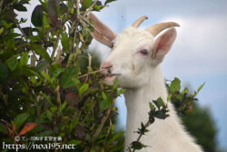 食事に夢中のヤギ