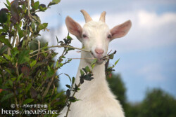 食事に夢中のヤギ