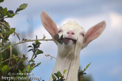 食事に夢中のヤギ
