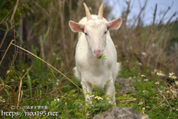 小屋を抜け出して外食中のヤギ