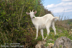 道端で外食中のヤギ