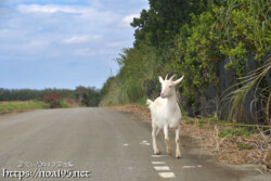 道路を歩くヤギ