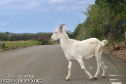 道路を歩くヤギ