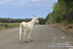 道路を歩くヤギ