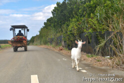 道路を歩くヤギと通りすがりのトラクター