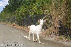 道路を歩くヤギ
