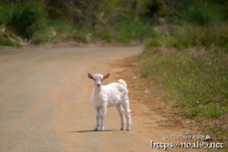 農道でばったり会った子ヤギ