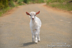 小屋を抜け出して道路を歩く子ヤギ