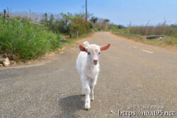 近づいてくる脱走中の子ヤギ