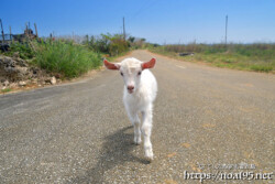 近づいてくる脱走中の子ヤギ