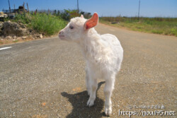 脱走中の人懐っこい子ヤギ