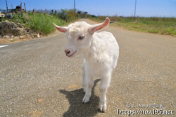 脱走中の人懐っこい子ヤギ