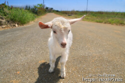 脱走中の人懐っこい子ヤギ