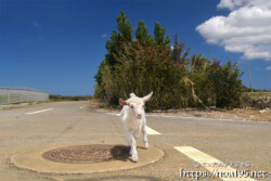 小屋を抜け出して道路を歩く子ヤギ