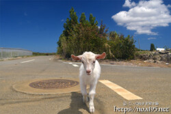 小屋を抜け出して道路を歩く子ヤギ