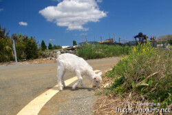 脱走中の子ヤギ