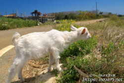 脱走中の子ヤギ