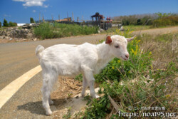 脱走中の子ヤギ