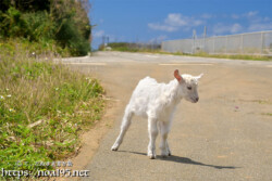 脱走中の子ヤギ