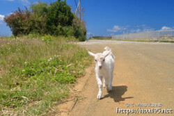 小屋を抜け出して道路を歩く子ヤギ