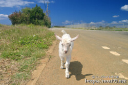 小屋を抜け出して道路を歩く子ヤギ