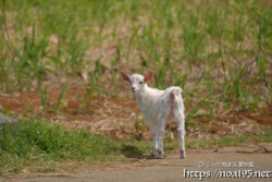 小屋を抜け出した子ヤギ