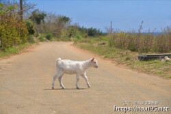 小屋を抜け出して道路を歩く子ヤギ