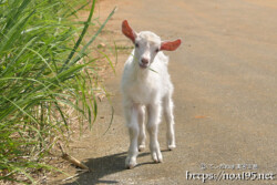 小屋を抜け出した子ヤギ