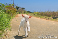 小屋を抜け出した子ヤギ
