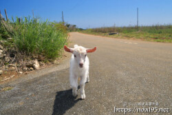 小屋を抜け出した子ヤギ