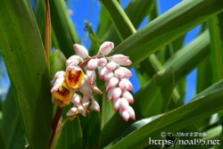 月桃（ゲットウ）の艶やかな葉とつぼみ