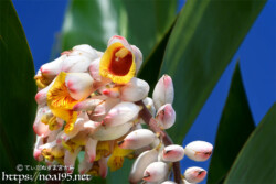 月桃（ゲットウ）の花