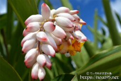 月桃（ゲットウ）-光沢のある桃のようなつぼみ