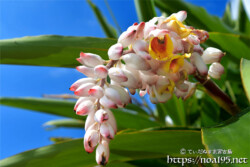 月桃（ゲットウ）の花と桃のようなつぼみ