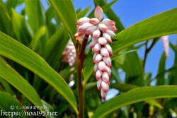 月桃（ゲットウ）の艶やかな葉とつぼみ