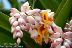 月桃（ゲットウ）の花と桃のようなつぼみ