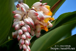 月桃（ゲットウ）-光沢のある桃のようなつぼみ