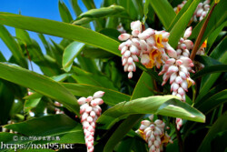 垣根のように茂る月桃（ゲットウ）