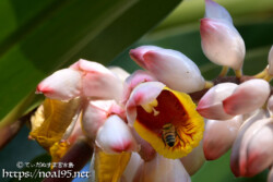 月桃（ゲットウ）の花とミツバチ