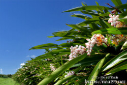 畑の中の月桃（ゲットウ）の垣根