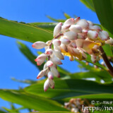 青空にのびる葉と可憐な花-月桃（ゲットウ）