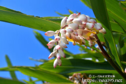 青空にのびる葉と可憐な花-月桃（ゲットウ）