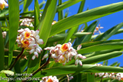 垣根のように茂る月桃（ゲットウ）