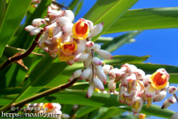 月桃（ゲットウ）の花とつぼみ